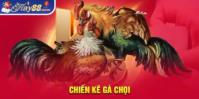 Những chiến kê gà chọi luôn là lựa chọn hàng đầu của các sư kê