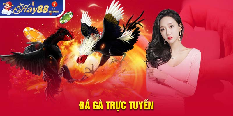 Đá gà trực tuyến hay88