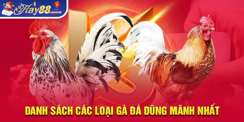 Danh sách các loại gà đá dũng mãnh nhất