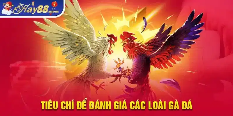 Tiêu chí để đánh giá các loài gà đá