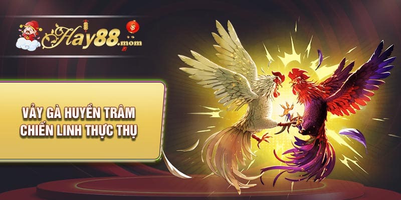 Cách nhận biết vảy gà huyền trâm về vảy gà huyền trâm chiến linh thực thụ