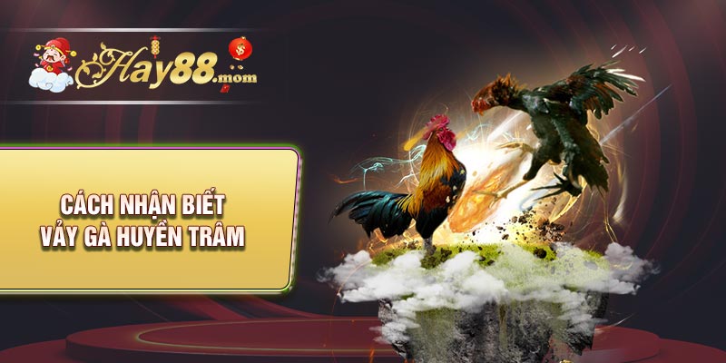 Kèo đồng banh và kèo chấp ¼ trái