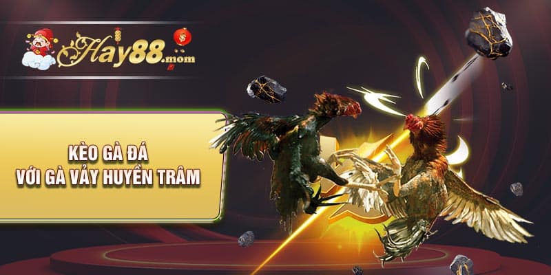 Kèo gà đá với gà vảy huyền trâm
