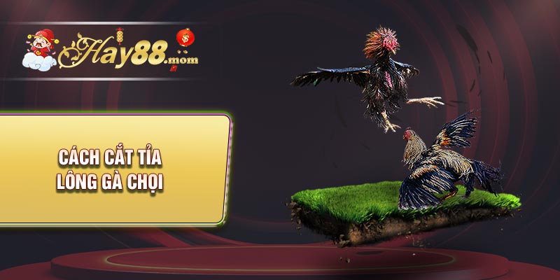 Cách cắt tỉa lông gà chọi cũng là cách nuôi gà đá chân mạnh