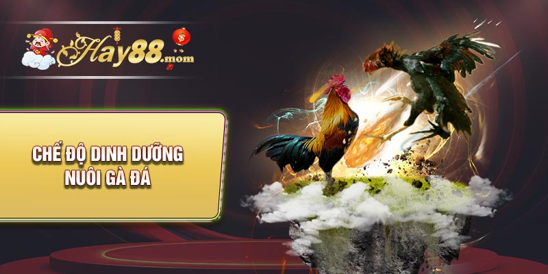 Chế độ dinh dưỡng nuôi gà đá chân mạnh